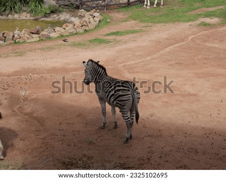 Beautiful zebra in Canberra Zoo.