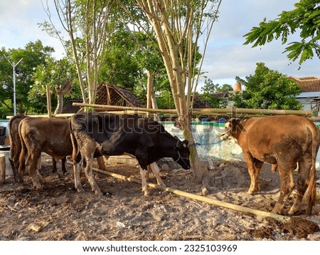 Many cattle ( sapi ) are sold in animal markets in preparation for Eid al-Adha. Muslim sacrifices.

