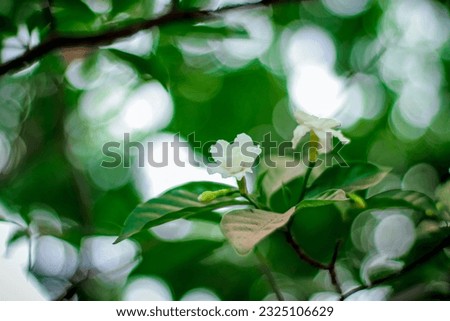 Mondokaki (Tabernaemontana divaricata) is a flora originating from India which has spread to Southeast Asia and other tropical regions. Image selective focus and blur background.