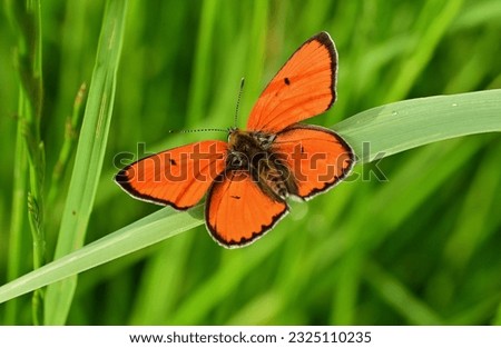 Landscape image of a male Great Copper Lycaena dispar resting on a grass.It occurs almost anywhere from Europe to Asia.Beautiful,orange butterfly in the middle of the picture, with a green background.