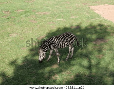 Beautiful zebra in Canberra Zoo.