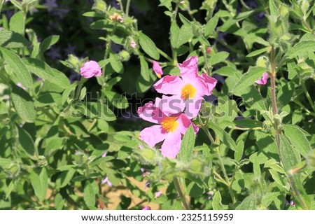 Close up of wild pink rock rose growing amidst tangled foliage.