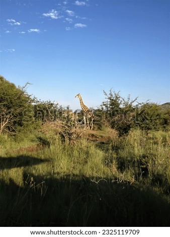 Giraffes in South African bush