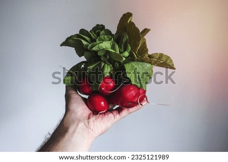 A Hand holding fresh radishes