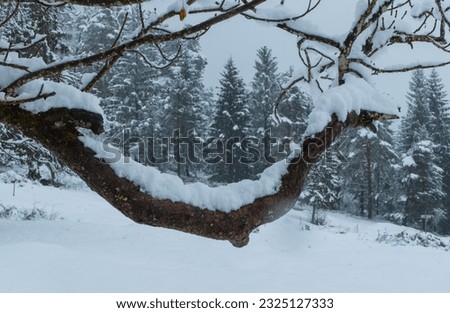 Tree Branch with Snow Cover