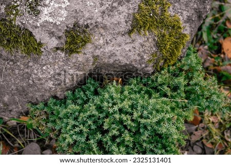 a large Japanese stone overgrown with moss