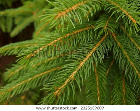 green spruce branches, photographed close-up, background, screen saver, theme