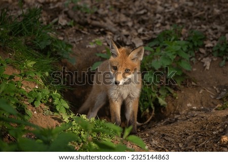 Red fox near the burrow. Small foxes in the european forest are playing. Wildlife in Europe. Cute small animals during day. 