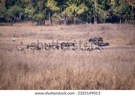 A flock of vultures drying their wings on the grassland of Bandhavgarh National Park, India.