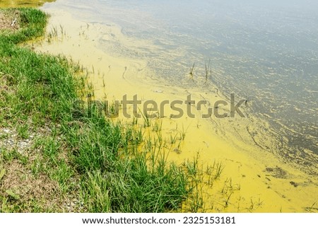 A large amount of floating pollen on the surface of the lake