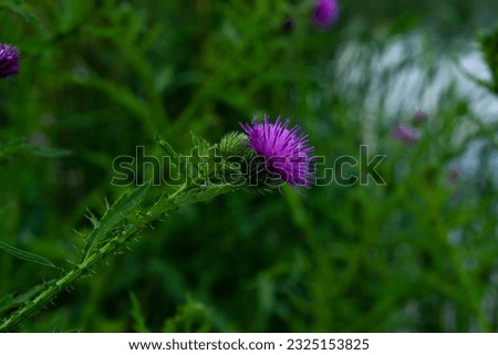 Thistle blooms in purple on a green background. Close-up