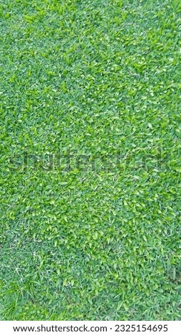 A green grass and gress field 