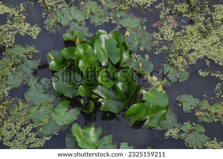 Pink lotus flowers grown in green dirty water with leaves all around in a park