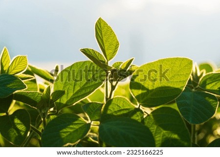 Green immature soy close up. Fresh green soy plants on the field in summer. Leaves soy stretch towards the sun.
