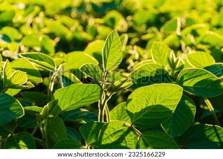 Green soybean plants close-up shot. Agricultural soy plantation on sunny day. Agriculture. Royalty-Free Stock Photo #2325166229