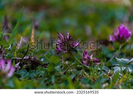 Pink flower and green grass