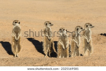 Meerkat or Suricate warming up in the early morning winter sun, Kalahari (Kgalagadi)