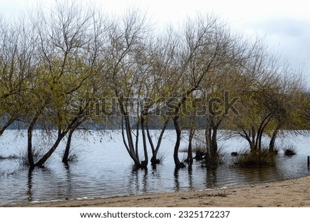 Trees in the water due to flooding of Lake Puelo