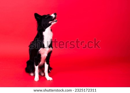 Happy black dog border collie portrait on yellow and red background Royalty-Free Stock Photo #2325172311