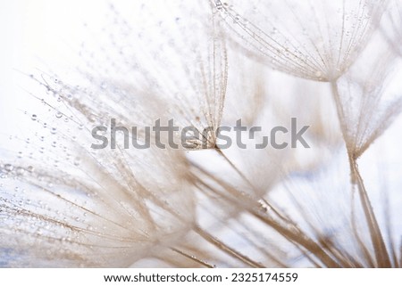 flower fluff, dandelion seeds with dew dop - beautiful macro photography with abstract bokeh background Royalty-Free Stock Photo #2325174559