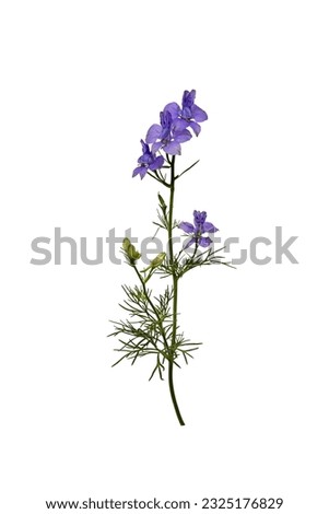 Botanical collection. Wild meadow flower Consolida ajacis purple isolated on a white background. Element for creating design, postcard, pattern, floral arrangement, wedding cards and invitation. Royalty-Free Stock Photo #2325176829
