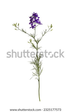 Botanical collection. Wild meadow flower Consolida ajacis purple isolated on a white background. Element for creating design, postcard, pattern, floral arrangement, wedding cards and invitation. Royalty-Free Stock Photo #2325177573