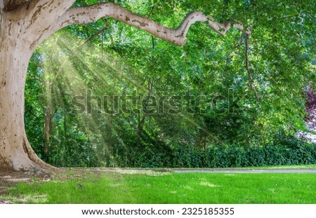 An old plane tree (or Platanus) in the park and sun rays in the tree crown, in summer sunny day Royalty-Free Stock Photo #2325185355