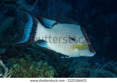 Hogfish or boquinete (Lachnolaimus maximus) Jardines de la Reina, Cuba Royalty-Free Stock Photo #2325186421