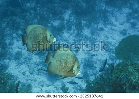 Gray angelfish, grey angelfish or pot cover (Pomacanthus arcuatus) Jardines de la Reina, Cuba