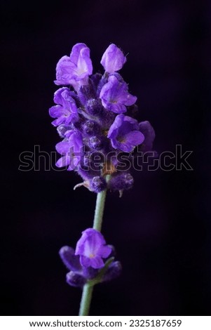 Medicinal herbs - lavender; Lavandula angustifolia.  Royalty-Free Stock Photo #2325187659