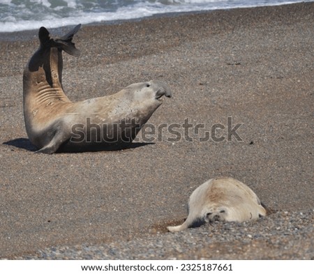 two southern elephant seals, male and female on the beach Royalty-Free Stock Photo #2325187661