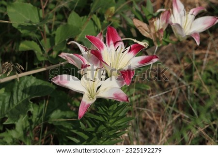 Lilium candidum, the Madonna lily or white lily, is a plant in the true lily family. It is native to the Balkans and Middle East, and naturalized in other parts of Europe, including France, Italy.