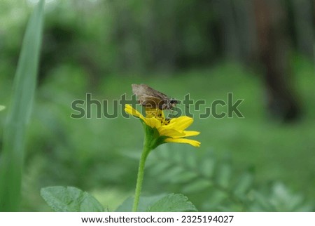 Shallow depth of field view of a Small Branded Swift butterfly searching for nectar from a yellow Singapore daisy flower