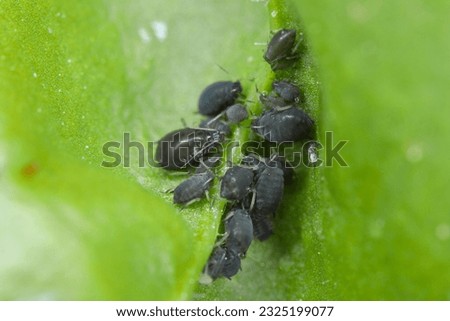 Bean aphid or black bean aphids, Aphis fabae. A colony of wingless individuals on a spinach leaf.