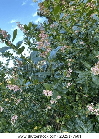 Pink Flowers and Green Leaves Against a Blue Sky