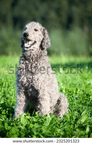 Royal Giant Poodle dog portrait with natural hair. Untrimmed fur Royalty-Free Stock Photo #2325201323