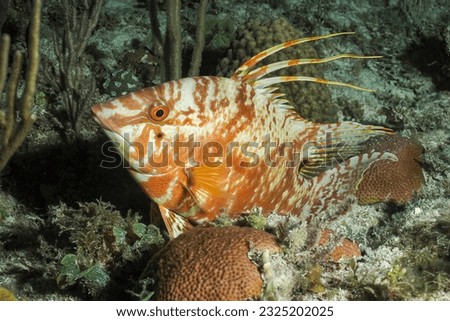 Hogfish or boquinete (Lachnolaimus maximus) Jardines de la Reina, Cuba Royalty-Free Stock Photo #2325202025
