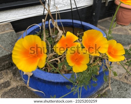 California poppies in a blue pot in bloom in summer season Royalty-Free Stock Photo #2325203259