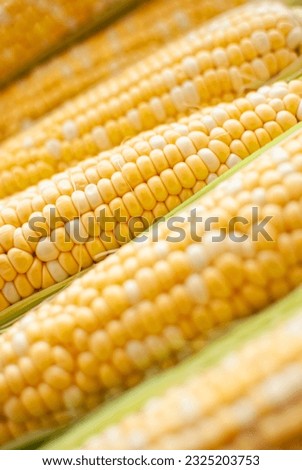 Ripe corn in the swing. Corn from the fields, summer harvest. Photo for packaging design. Restaurant menu, shop sign, place of sale of corn. Vegetable market.