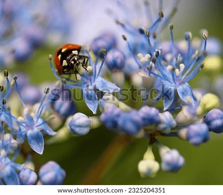 The lady bug looks forward as the picture is taken