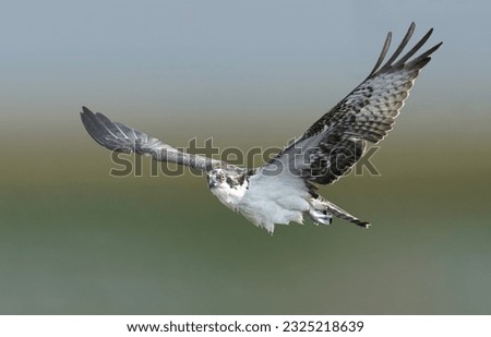 osprey bird in flight flying
