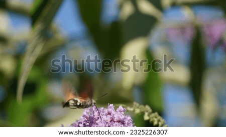 Encounter with the Hummingbird Hawk-Moth (Macroglossum stellatarum): Nature's tiny aviator, summer season