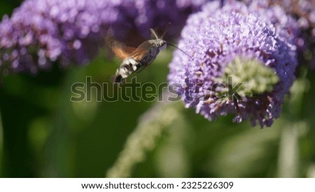 Encounter with the Hummingbird Hawk-Moth (Macroglossum stellatarum): Nature's tiny aviator, summer season