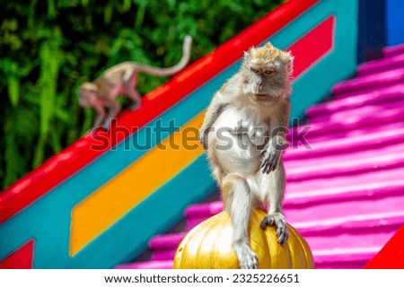 Macaque (Macaca fascicularis) monkey in Batu Caves, Kuala Lumpur, Malaysia. They use to steal food and personal things from tourists and playing on stairs. Selective focus.
