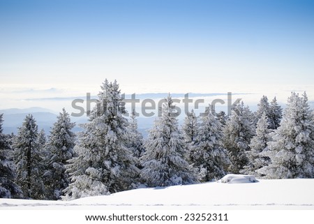 Winter Series 6 - Firs covered with snow
