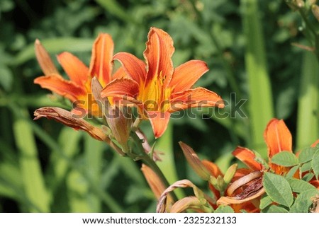 Hemerocallis fulva, the orange day-lily, tawny daylily, corn lily, tiger daylily, fulvous daylily, ditch lily or Fourth of July lily, is a species of daylily native to Asia. 