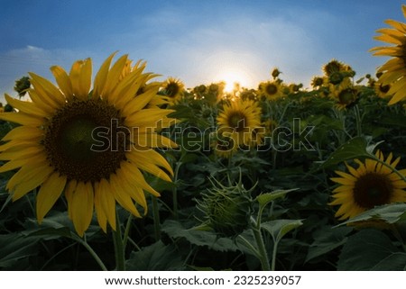 Sunflower garden on the evening sunset timing in Thiruttani Tamilnadu state