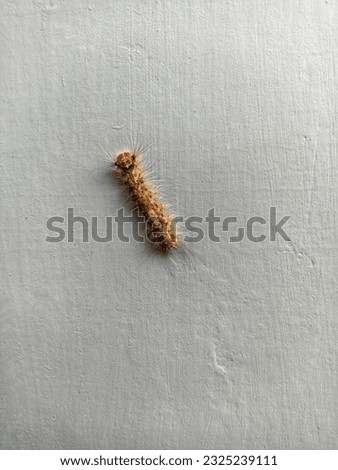caterpillar of the Lymantridae family in a dirty building. this caterpillar in indonesia is called by ulat bulu.

selective focus  Royalty-Free Stock Photo #2325239111