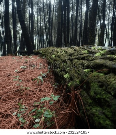 pine tree rainforest at Gunung Bunder national park, Bogor, Indonesia

 Royalty-Free Stock Photo #2325241857