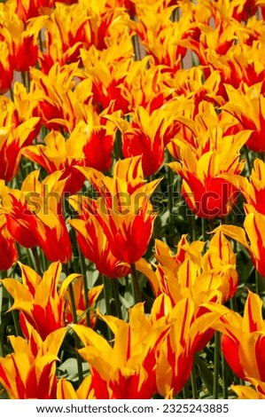 Bright beautiful orange tulips.Tulips close-up.Tulip season.Tulip fields.